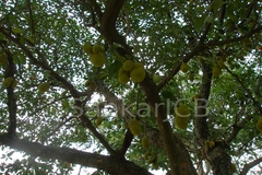 Artocarpus hirsutus
